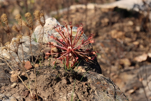 Firelily Candelabra (Brunsvigia marginata)