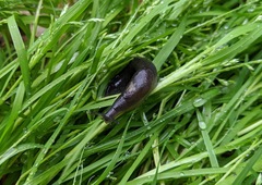 Tandonia sowerbyi