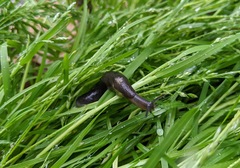 Tandonia sowerbyi