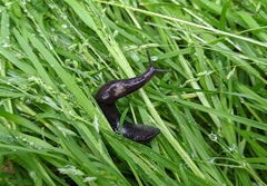 Tandonia sowerbyi
