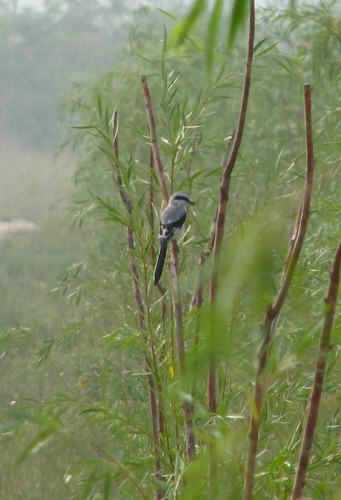 Chinese Grey Shrike