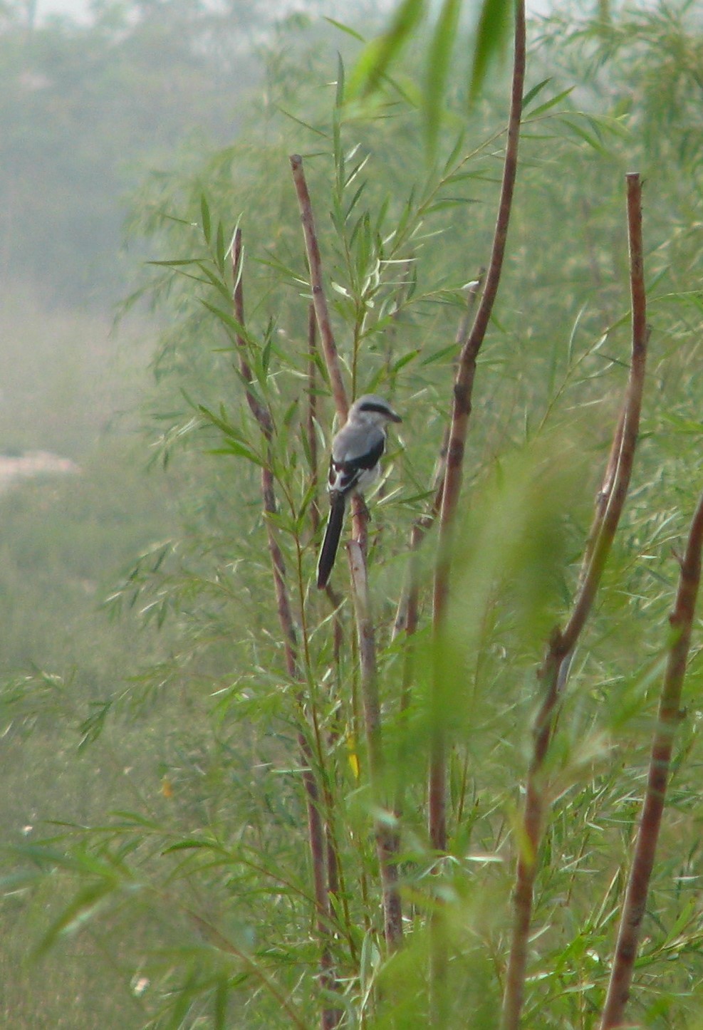 Chinese Grey Shrike