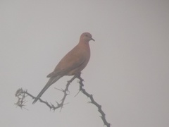 Streptopelia senegalensis
