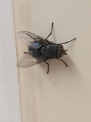 Calliphora