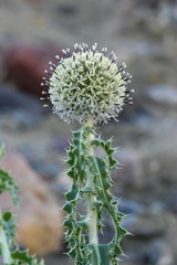 Echinops gmelinii