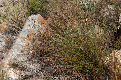 Thamnochortus lucens, photograph 1