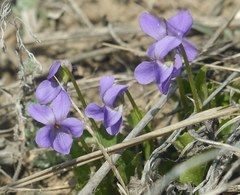 Viola ambigua