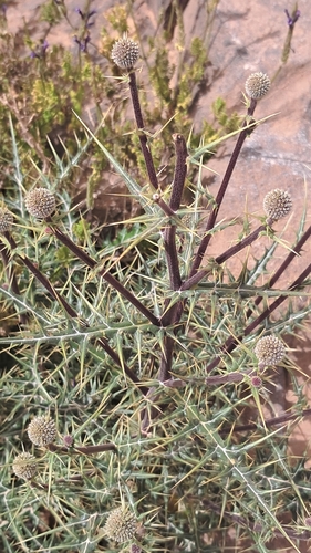 Echinops spinosissimus spinosus