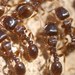 Red Pavement Ant - Photo (c) Roman, some rights reserved (CC BY), uploaded by Roman