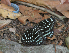 Lexias albopunctata albopunctata