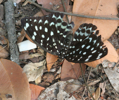 Lexias albopunctata albopunctata
