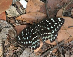 Lexias albopunctata albopunctata