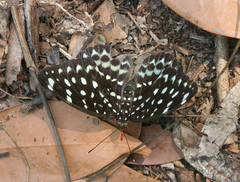 Lexias albopunctata albopunctata