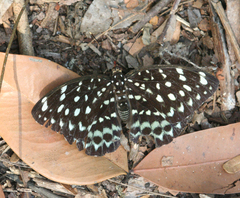 Lexias albopunctata albopunctata