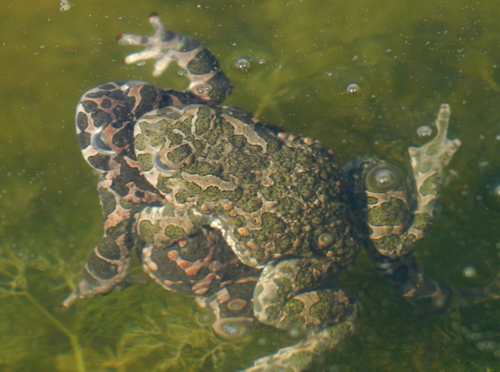 European Green Toad