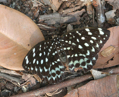Lexias albopunctata albopunctata