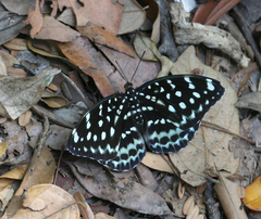 Lexias albopunctata albopunctata