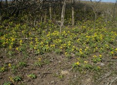 Gymnospermium odessanum