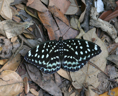 Lexias albopunctata albopunctata