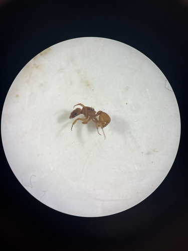 Wheeler’s Fungus-farming Ant