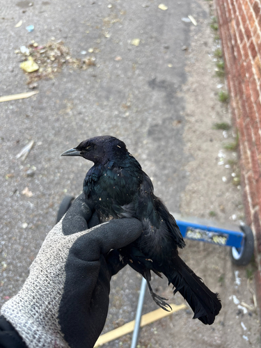Brewer's Blackbird