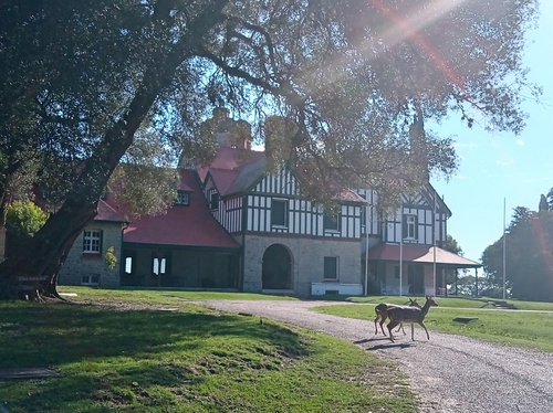 Chital