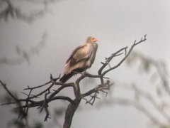 Neophron percnopterus