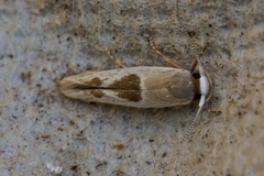 Stathmopoda megathyma