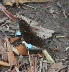 Lexias pardalis jadeitina