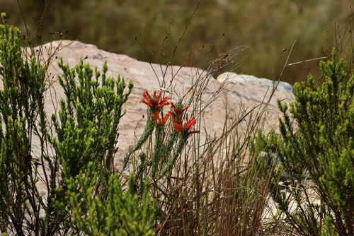 Golden Heath (Erica grandiflora)