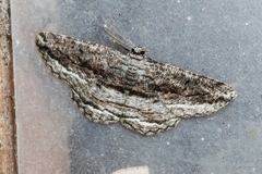 Scioglyptis chionomera