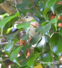 Leiothlypis peregrina