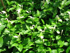Saururus chinensis