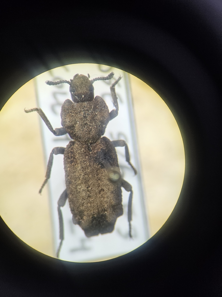 Phellopsis Phellopsis porcata from Bonanza, AB T0H 0K0, Canada on March 30, 2026 ...