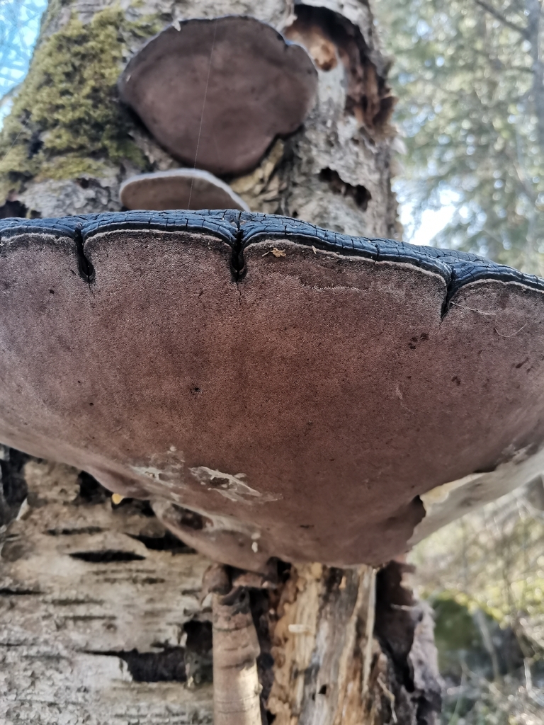 Phellinus nigricans · March 2026 · photo: © kaitaaho (iNaturalist, cc0)