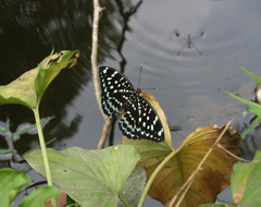 Lexias albopunctata albopunctata