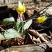 Dimpled Trout Lily - Photo (c) Suzanne Cadwell, some rights reserved (CC BY-NC), uploaded by Suzanne Cadwell