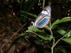 Dismorphia theucharila fortunata
