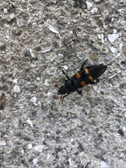 Nicrophorus carolina