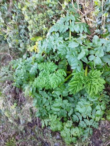 Angelica lignescens, photograph 5