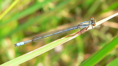 Pseudagrion citricola