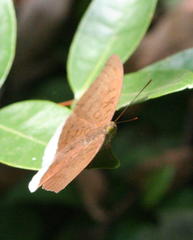 Tanaecia julii odilina