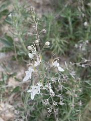 Teucrium pseudochamaepitys