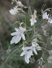 Teucrium pseudochamaepitys