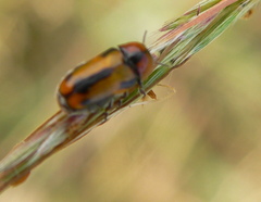 Peploptera