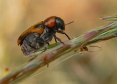 Peploptera
