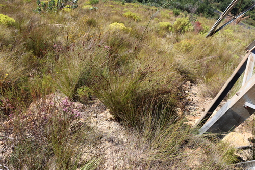 Thamnochortus lucens