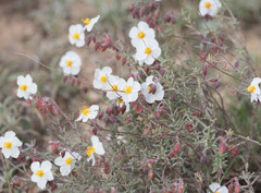 Helianthemum violaceum