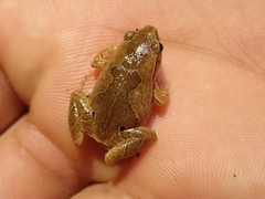 Hamptophryne boliviana
