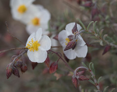 Helianthemum violaceum
